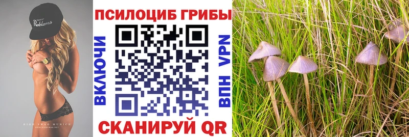 Галлюциногенные грибы Psilocybe  закладки  Таштагол 